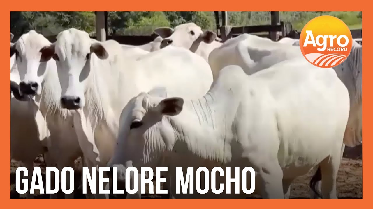 Gado Nelore Mocho melhora eficiência na produção de carne