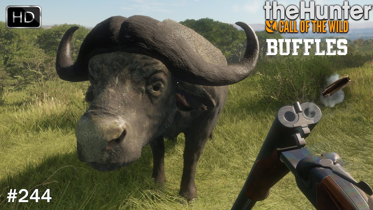 THEHUNTER COTW #244 UNE CHASSE AUX BUFFLES DU CAP SUR VURHONGA SAVANNA !