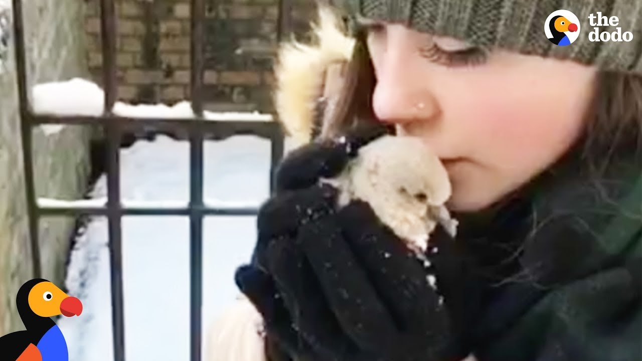 Baby Pigeon Rescued by Couple In A Snowstorm | The Dodo