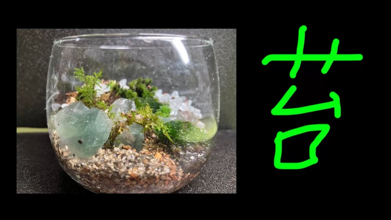 動画撮りながらの苔テラリウム