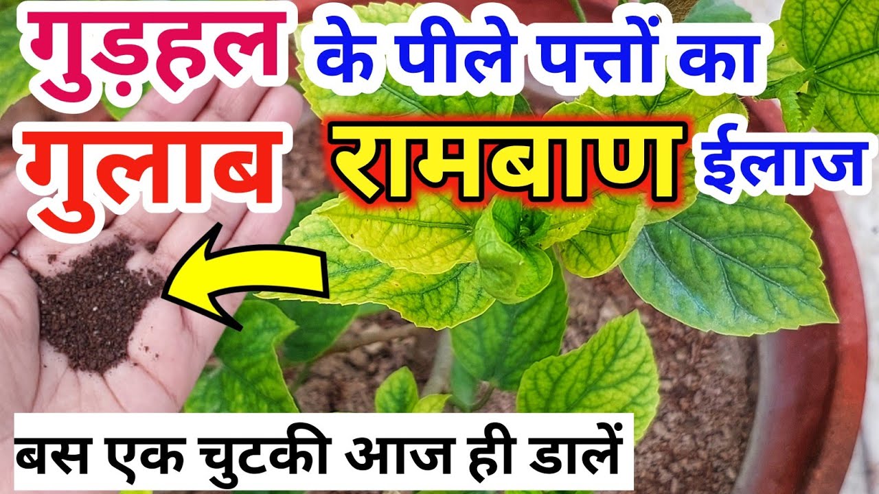 गुड़हल,गुलाब के पीले पत्तों का रामबाण घरेलू इलाज़.Hibiscus plant care.Rose plant growing& care tips.