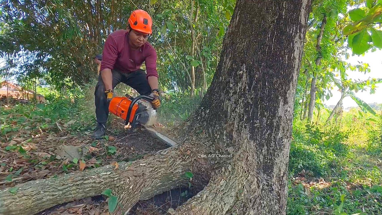 Одно дождевое дерево быстро и легко - STIHL MS 881