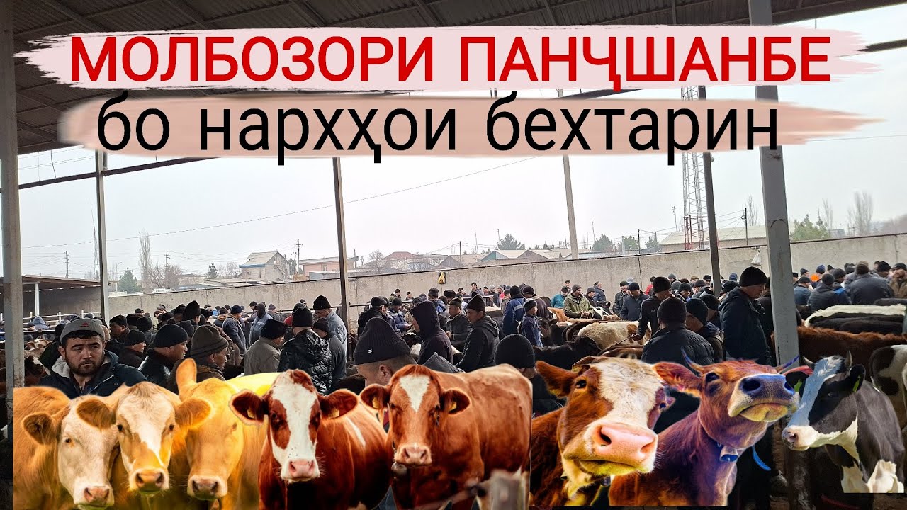 МОЛБОЗОРИ ГУЛАКАНДОЗ НАРХУ НАВОИ ИМРУЗА ХАМАРО ХАЙРОН КАРД 12 февраля 2026г