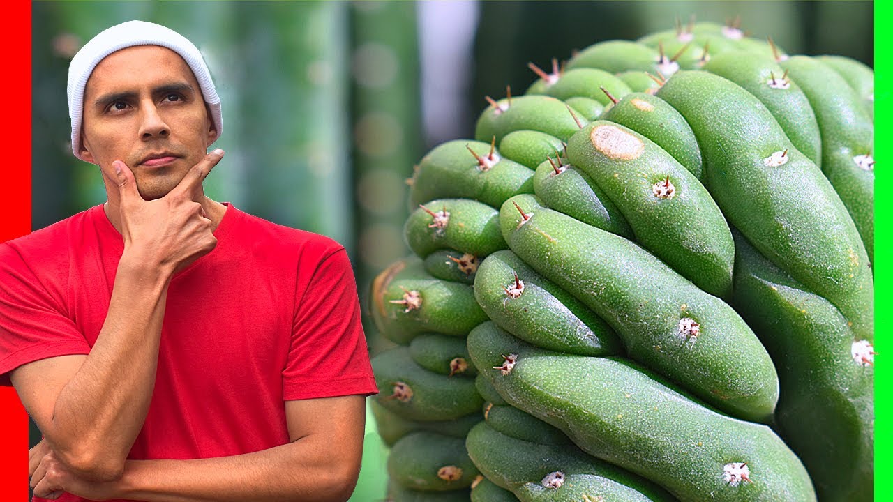 Pielęgnacja kaktusa m&oacute;zgowego San Pedro Crestado Pielęgnacja kaktusa Echinopsis Pachanoi Cristata