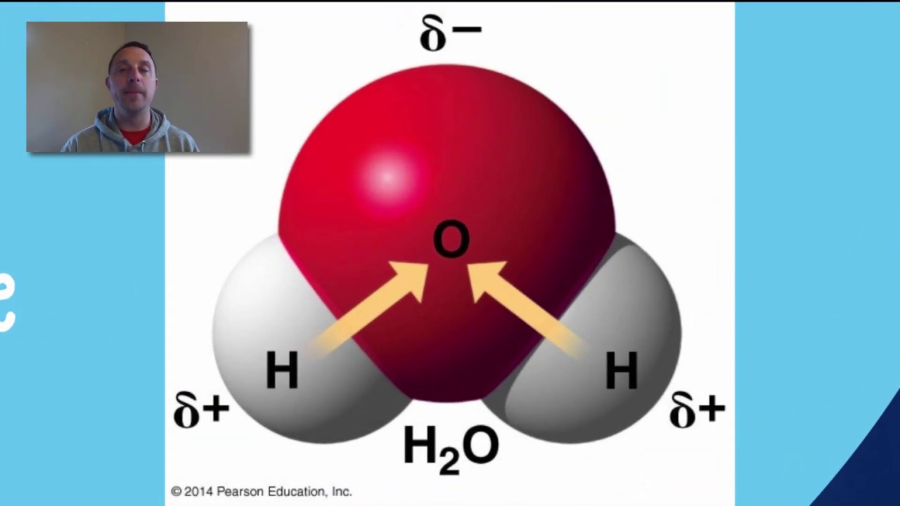 AP Biology Unit 1 Review 2020