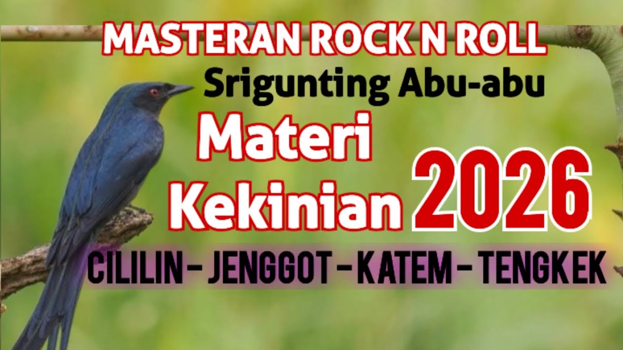 Masteran Srigunting Abu Abu Gacor - Materi idaman Pilihan Terbaik Di 2026