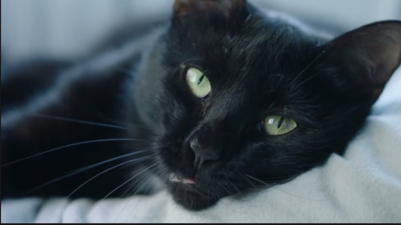 A New Rust-based  BlackCat Ransomware Malware Spotted in the Wild