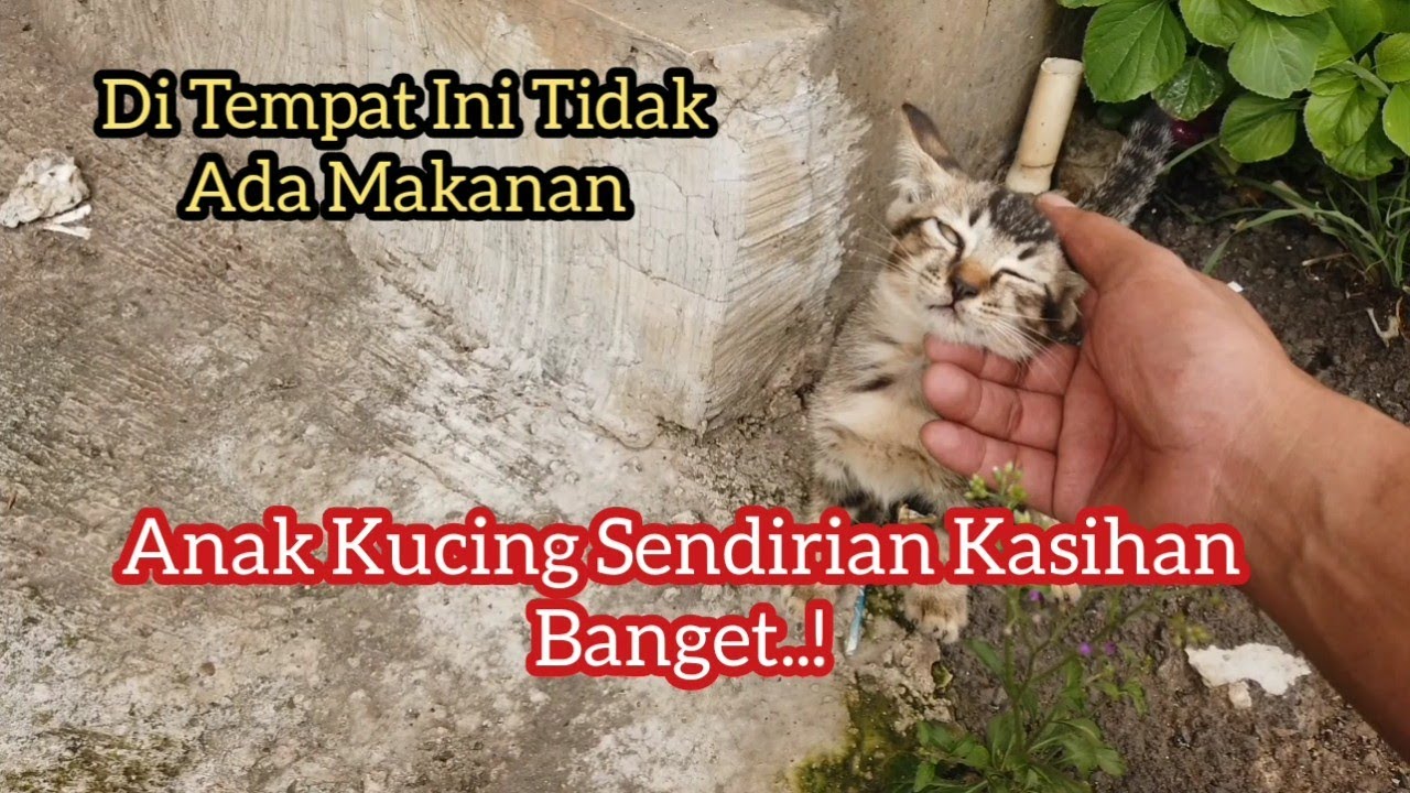 Anak Kucing Liar Sedih Di Tinggal Induknya | Kasihan Banget Jarang Makanan Di Tempat Ini..!