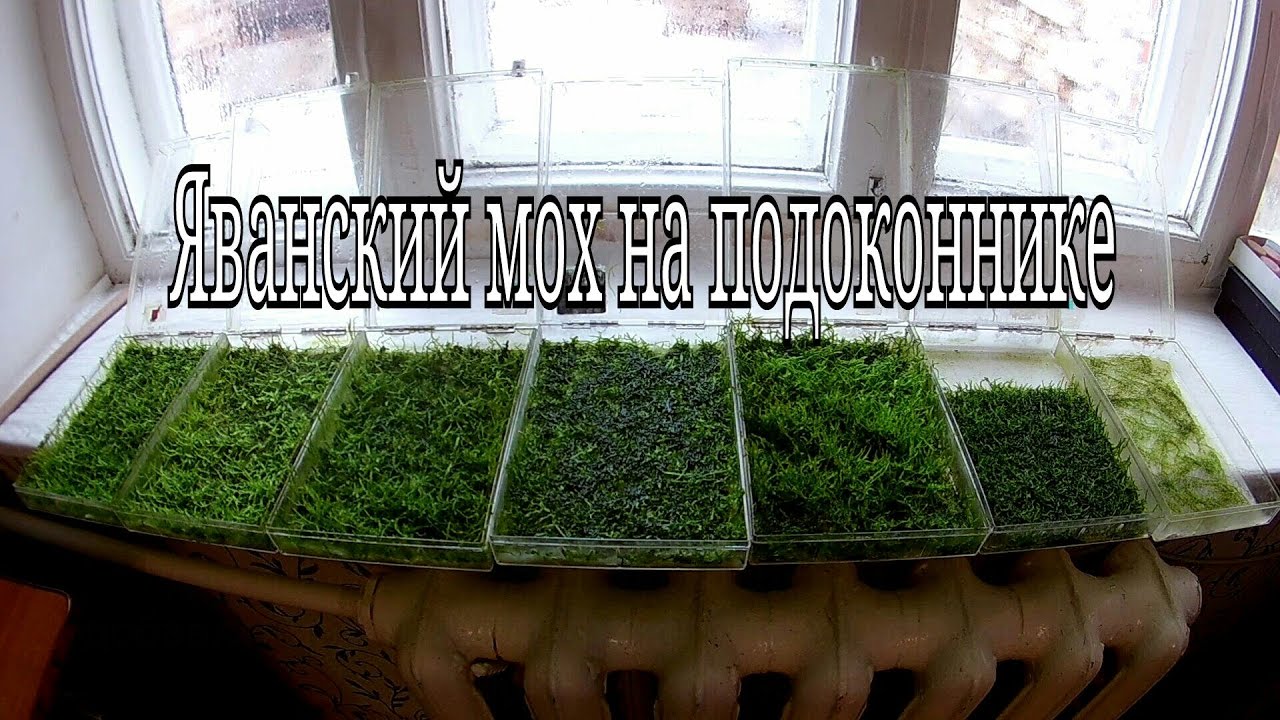 Яванский мох выращивание на подоконнике / Java moss growing on a windowsill
