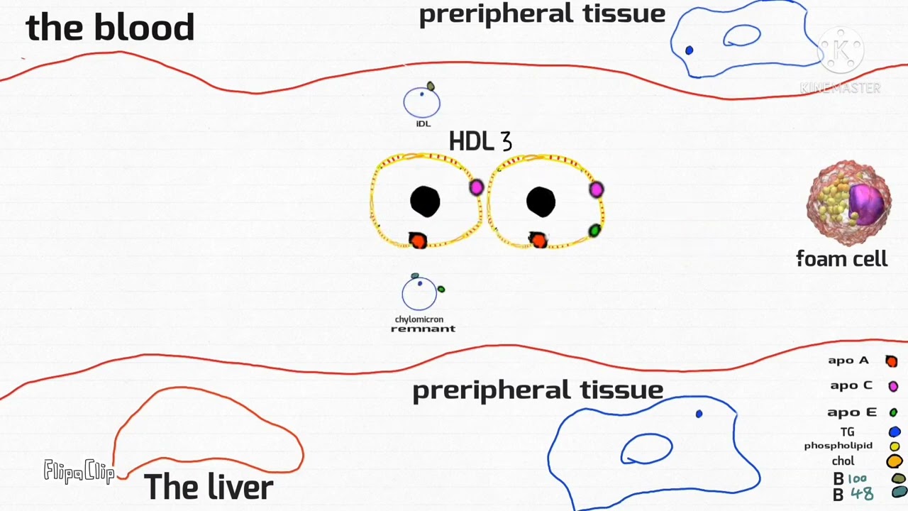 HDL (high density lipoprotein) metabolism