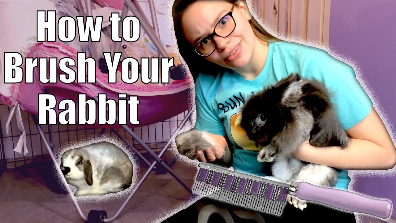 RABBIT GROOMING: How to Brush Your Rabbit | Mini/Holland Lop and Lionhead 🐰