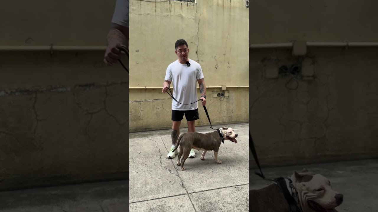 How To | Loose Leash Walking Feat Kumi The Bully