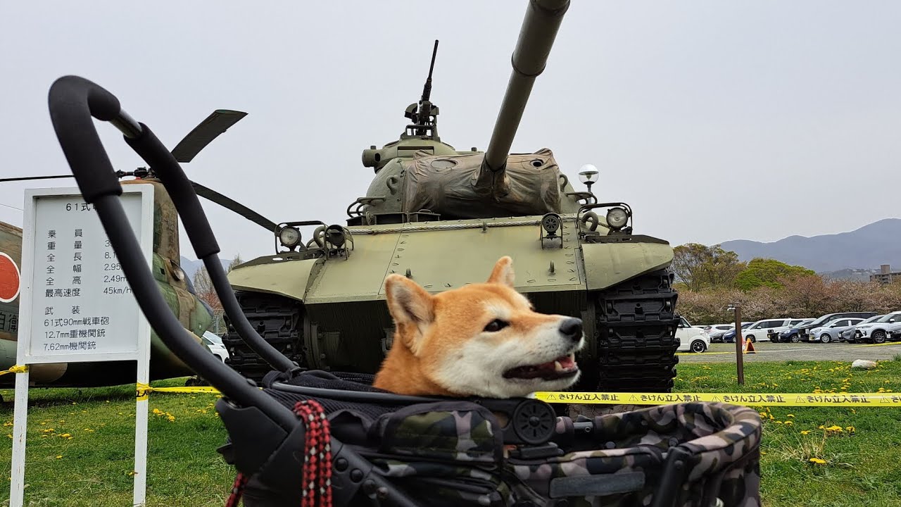自衛隊祭りだワン🐶#豆柴 #陸上自衛隊松本駐屯地祭