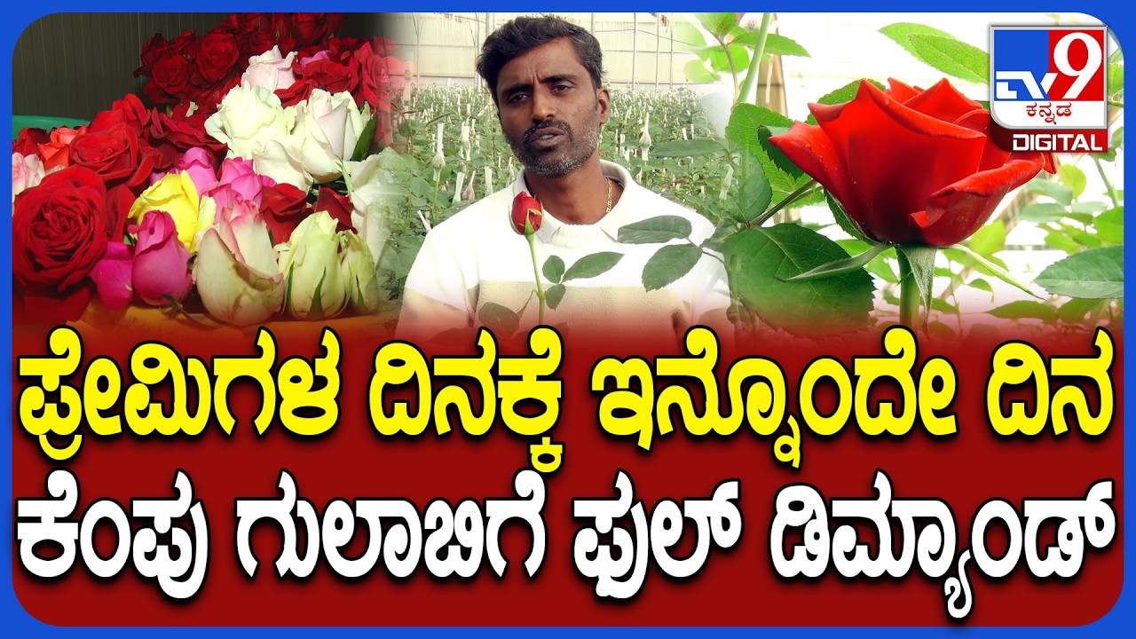 Valentine's Day ಹಿನ್ನೆಲೆ ಗುಲಾಬಿ ಹೂಗಳಿಗೆ ಹೆಚ್ಚಾದ ಬೇಡಿಕೆ.. ರೈತರ ಮೊಗದಲ್ಲಿ ಮೂಡಿದ ಸಂತಸ| #TV9D