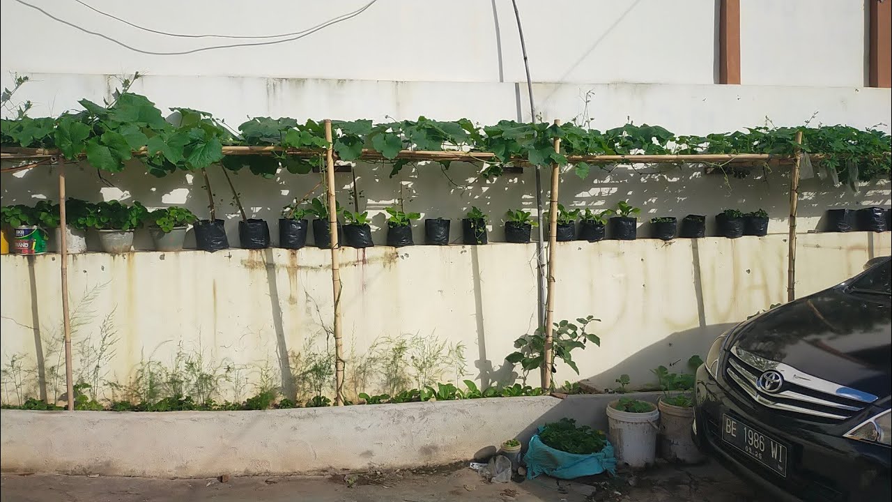 Review kebun mini tingkat ku