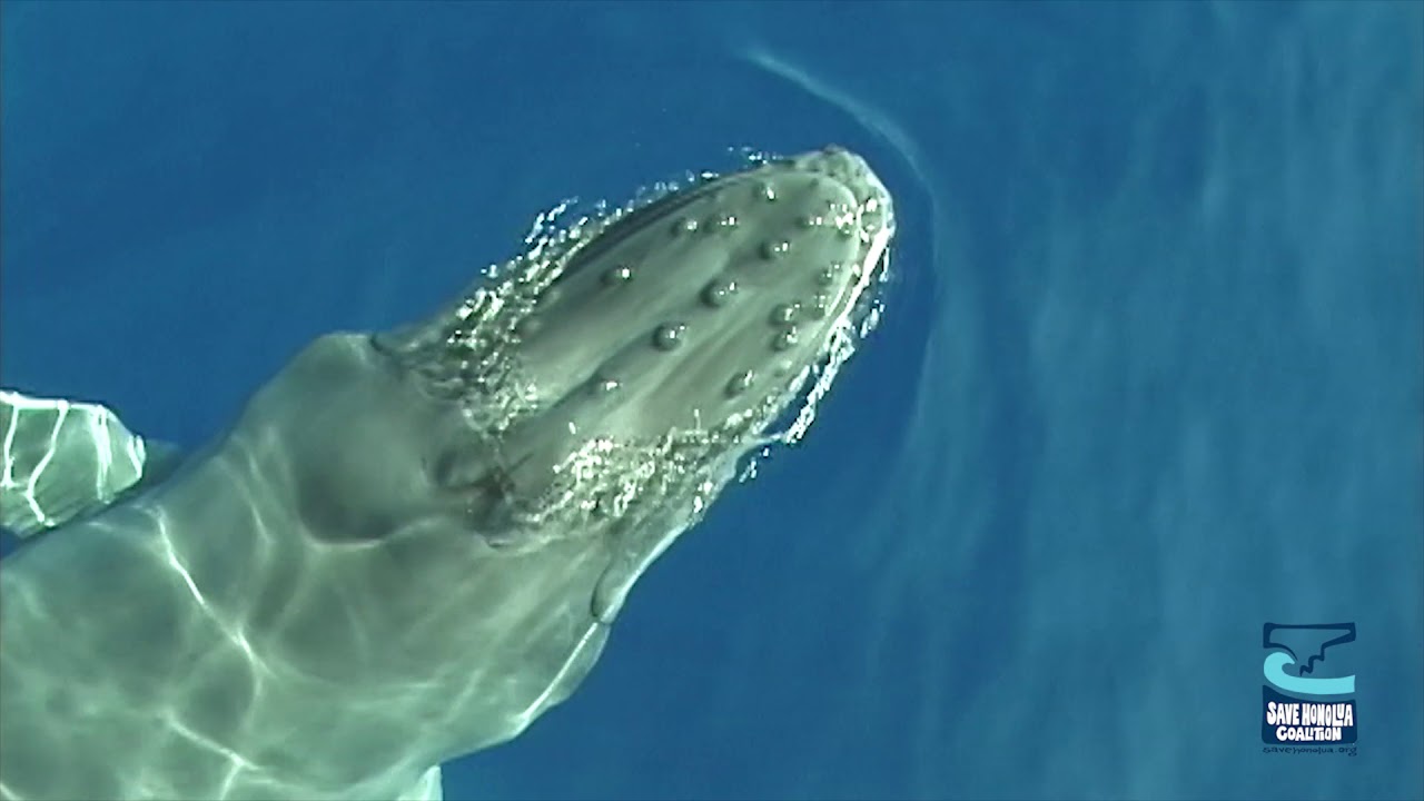 Maui Marine Life 3