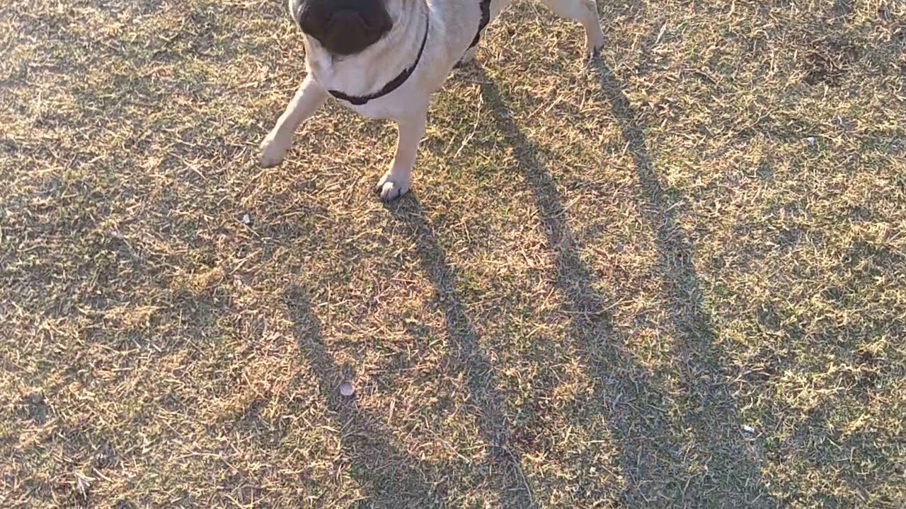 Enjoy Sunday with Dog lovers CLUB |Dogs are Dog lovers 😍😍😘