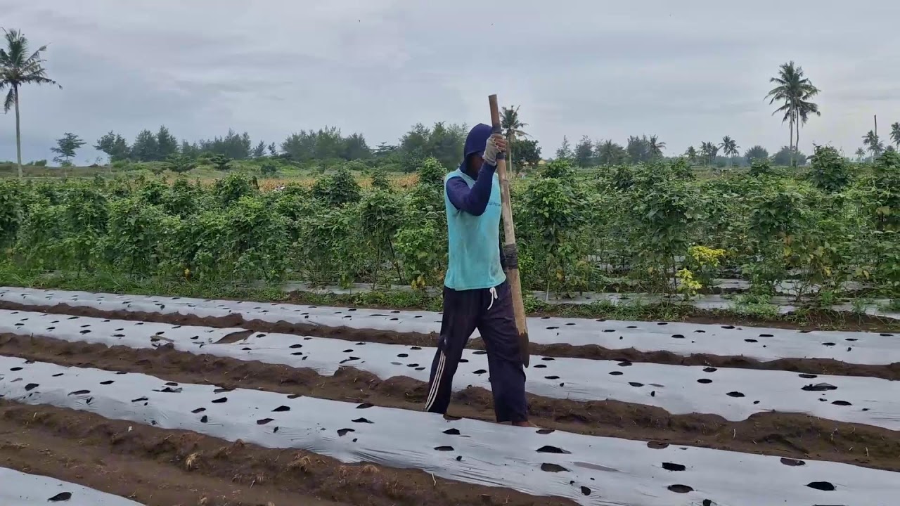 GENIUS FARMER'S CLEVER TRICK TO DIG HOLES EASILY WITH A POINTED WOODEN TOOL! -agriculture farming