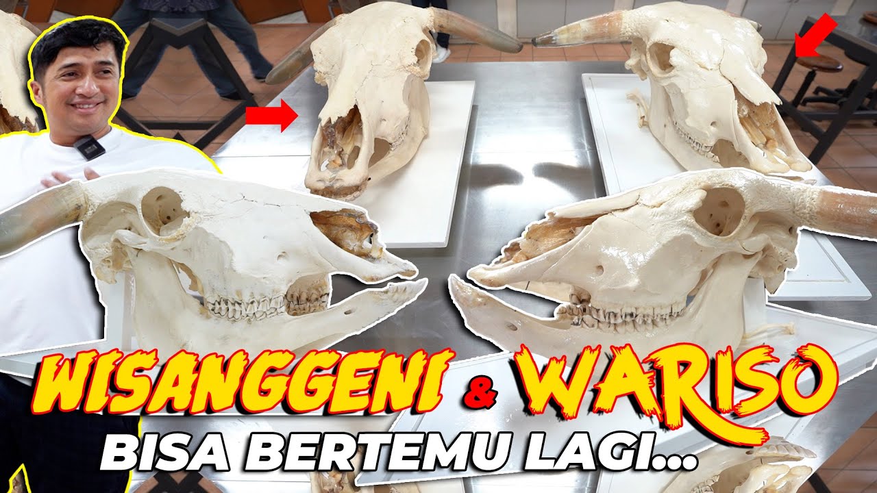 MASYAALLAH... INI DIA KERANGKA KEPALA WARISO & WISANGGENI BERHASIL MENJADI BAHAN PENELITIAN..!!