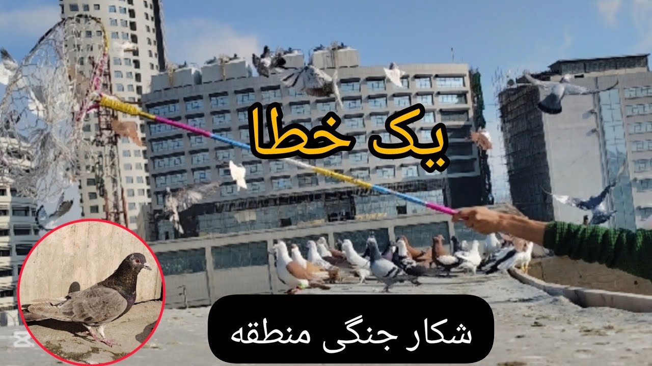 #birdsmarket #شوق #pigeon #کبوتر #کبوتر_بازان #pigeonsale 