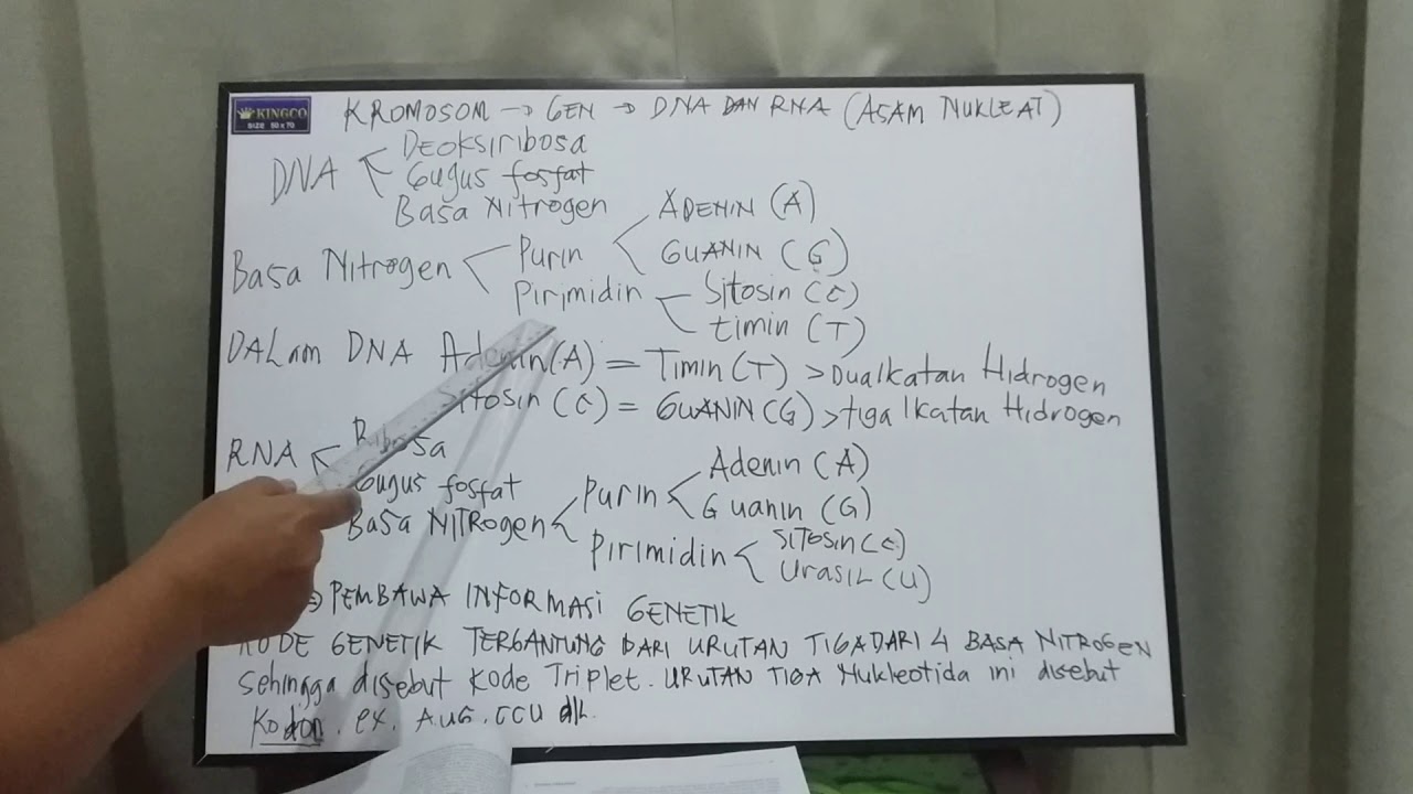 Penjelasan sederhana DNA dan RNA (Basa Nitrogen)