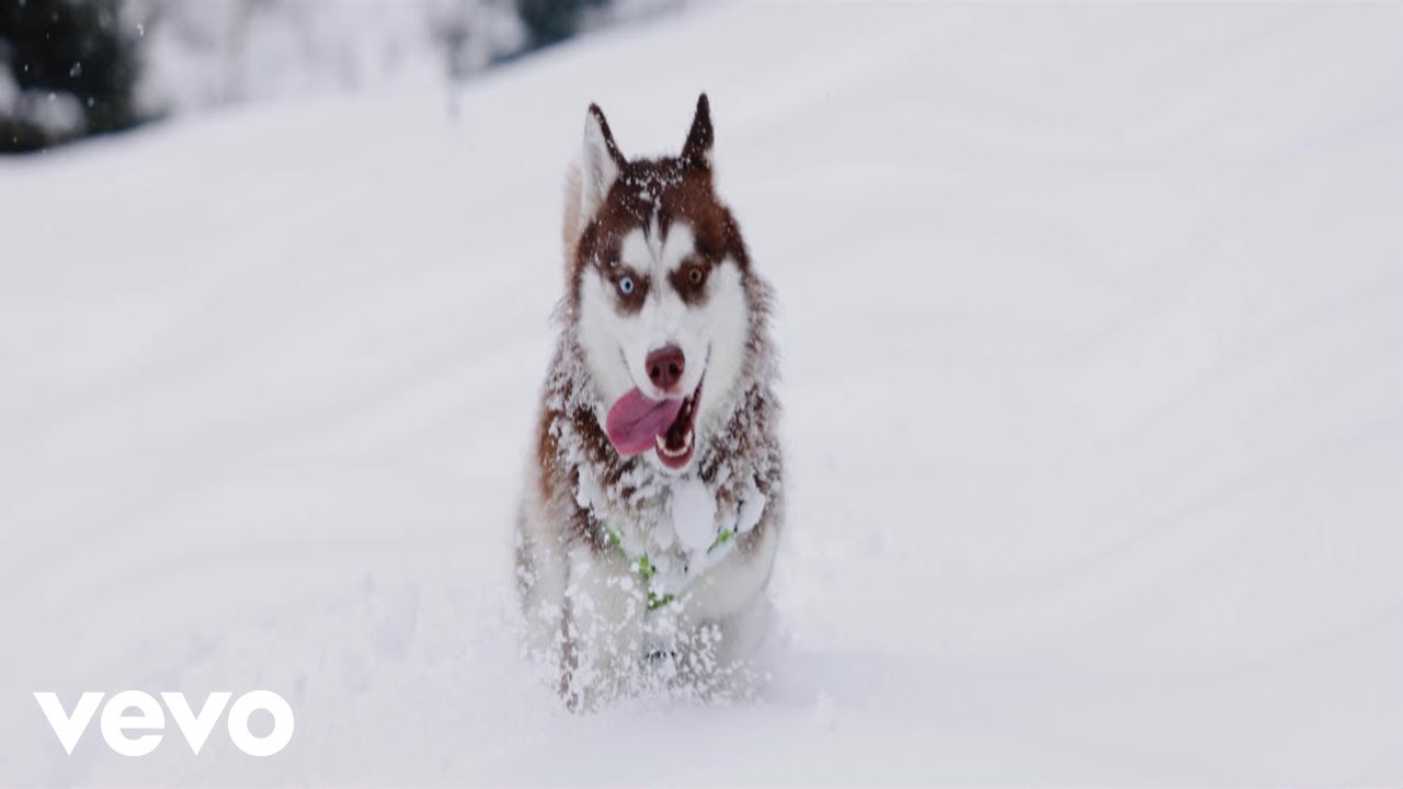 Floodfall - Snow Dogs