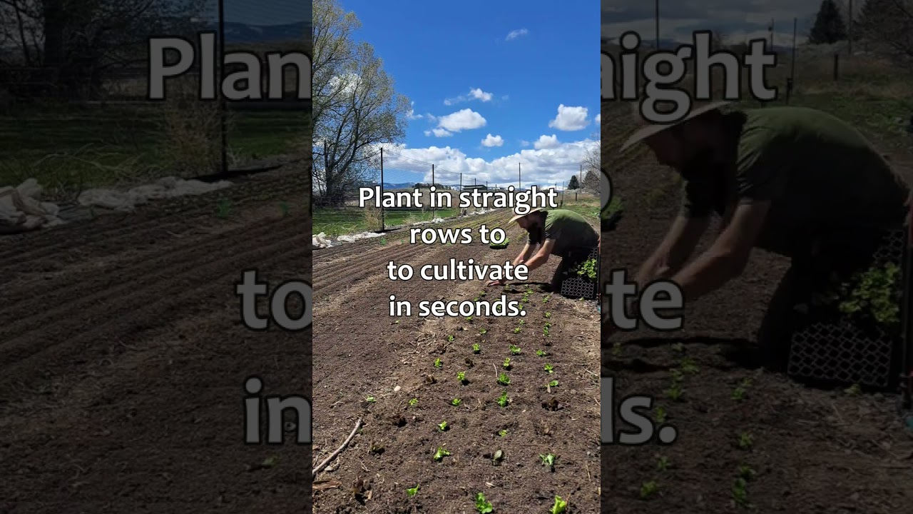 Weed smarter, not harder. #garden #gardening #farm #farming #homestead #homesteading #food #eat