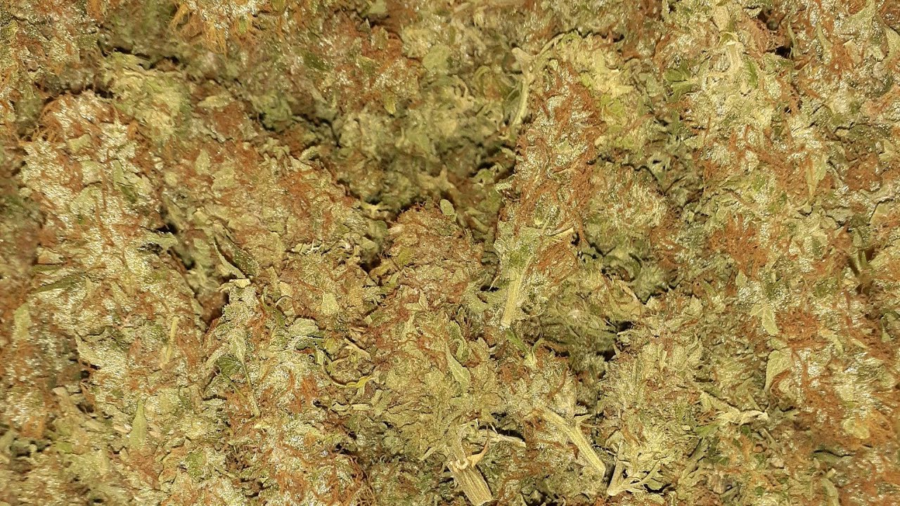 Amsterdam marijuana seeds Blueberry 420 Autoflower sign out. medical marijuana grow