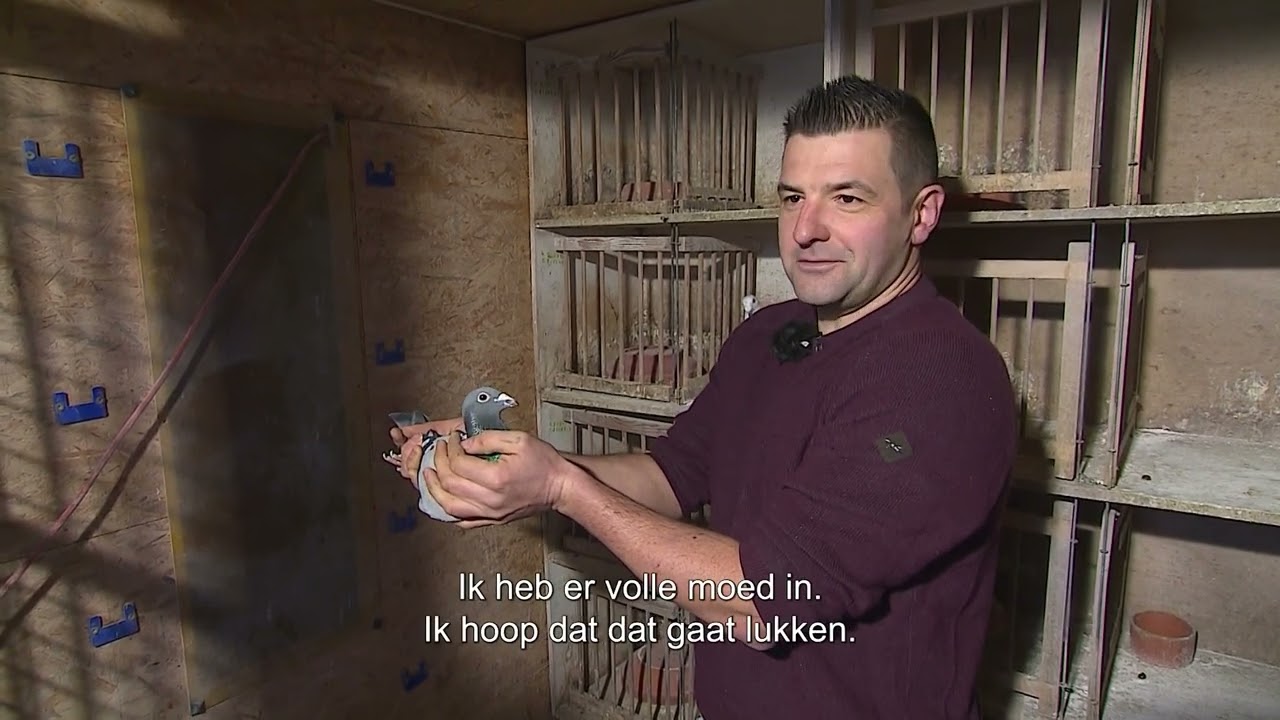Le pigeon Belge: Constateur Bert Brouwers