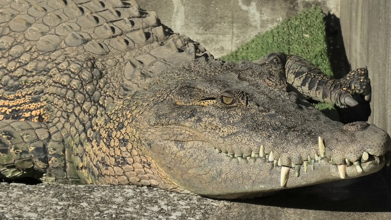 イリエワニ (べっぷ地獄めぐり 鬼山地獄) 2019年12月4日