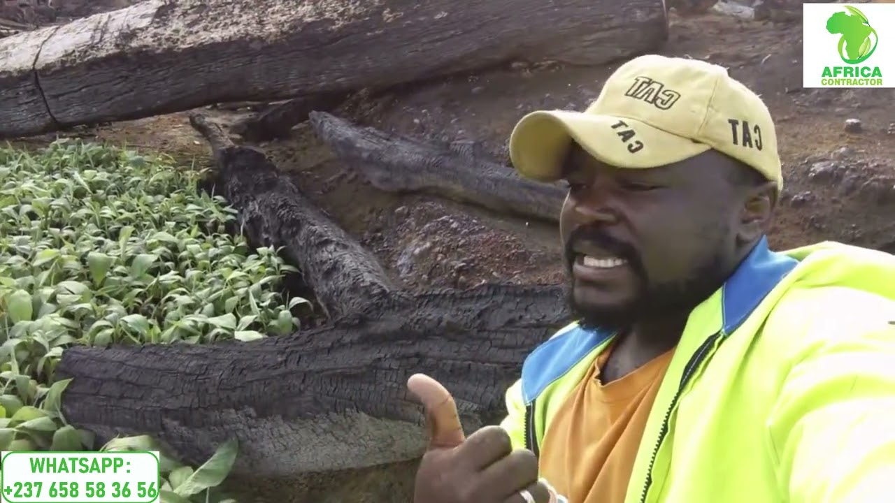 tout savoir sur la culture du bananier plantain : c'est dans cette vidéo