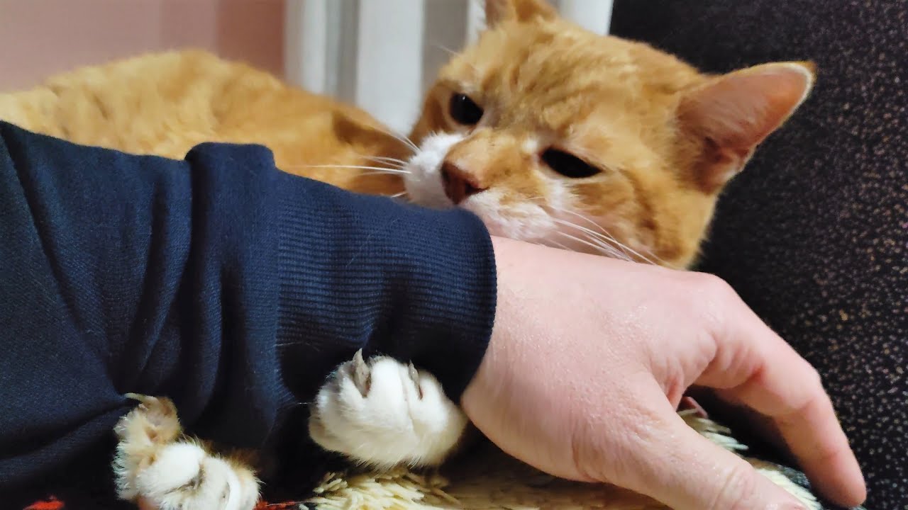 Cutest Overstimulated Cat