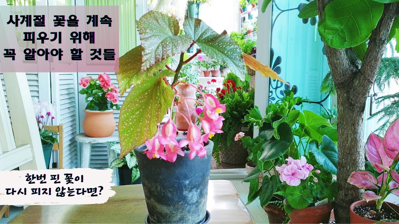 사계절 꽃을 다시 피게하는 5가지 방법 / 꽃이 다시 피지 않는다는 분은 꼭 보세요 / 사계절 꽃을 즐기기 위해 알아야 할 5가지/ 사계절꽃이 다시 피지 않는 이유
