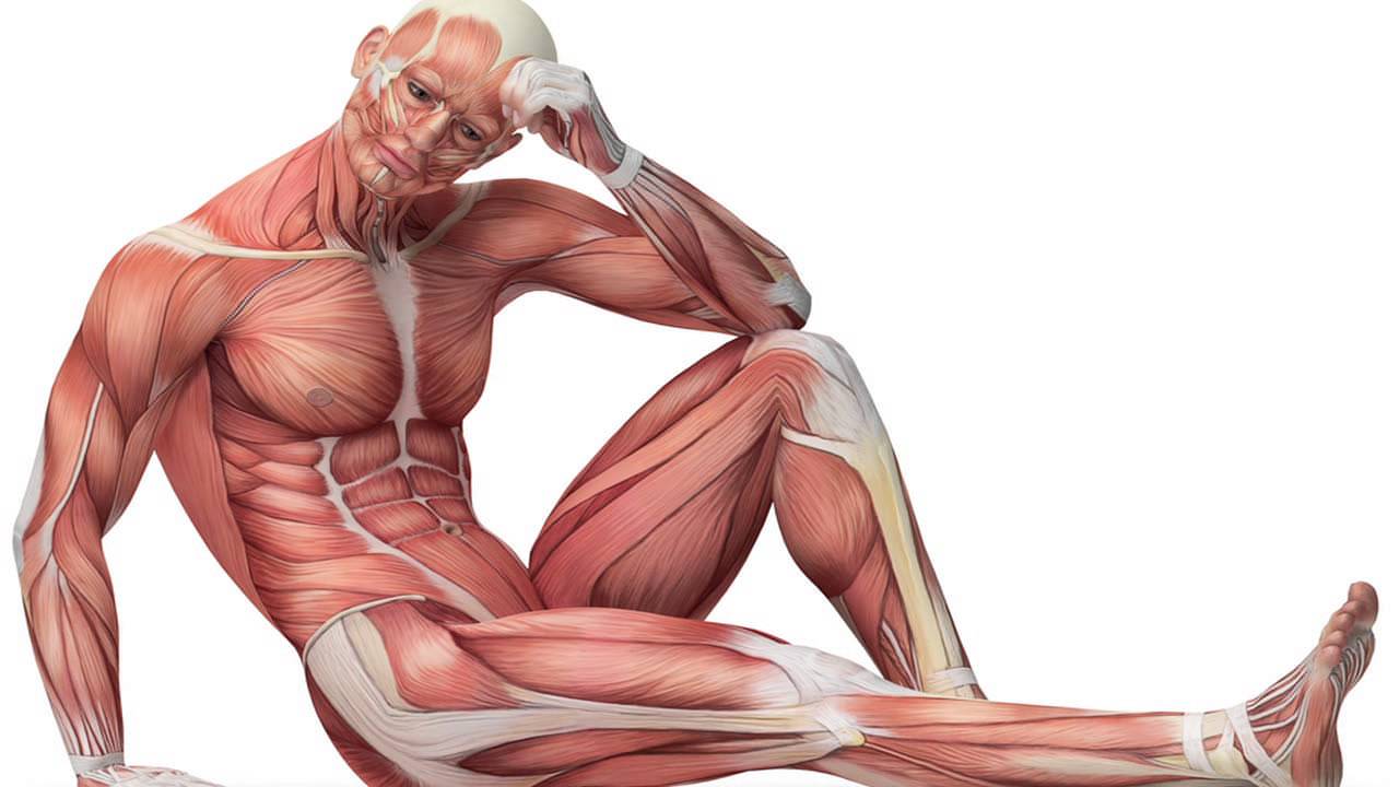 An Ayurvedic Explanation of the 7 Tissues or Dhatus in our Body!