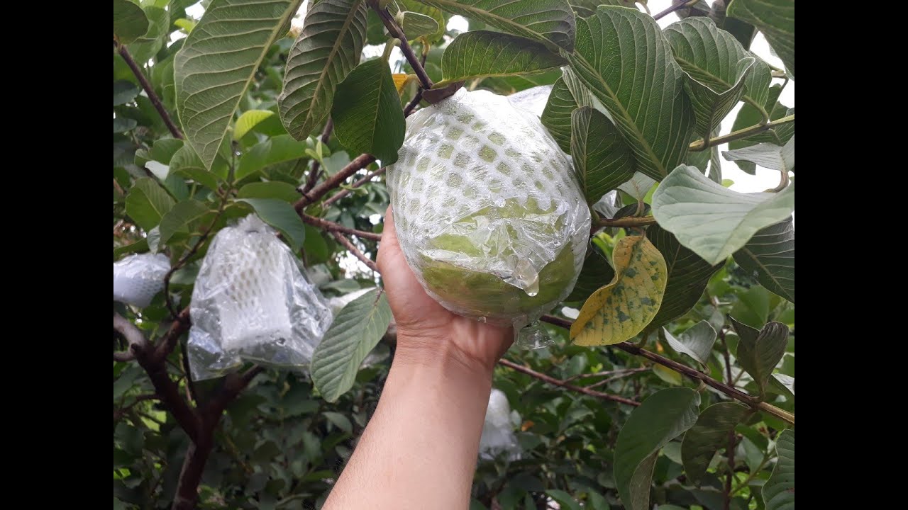 Ổi không hạt - giống ổi không hạt Thái Lan 20/07/2020