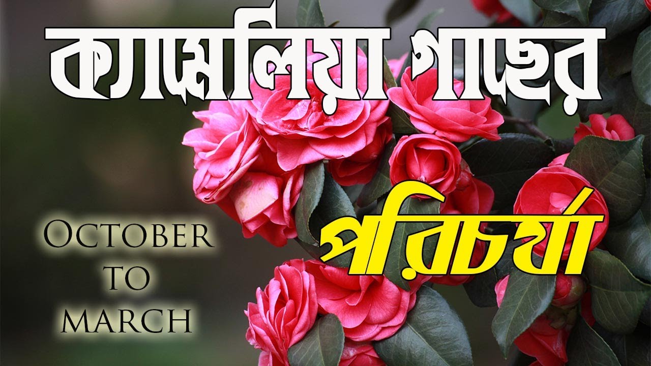 ক্যামেলিয়া গাছে কুঁড়ি আসার আগে ও পরের পরিচর্যা | Camellia Plant Care