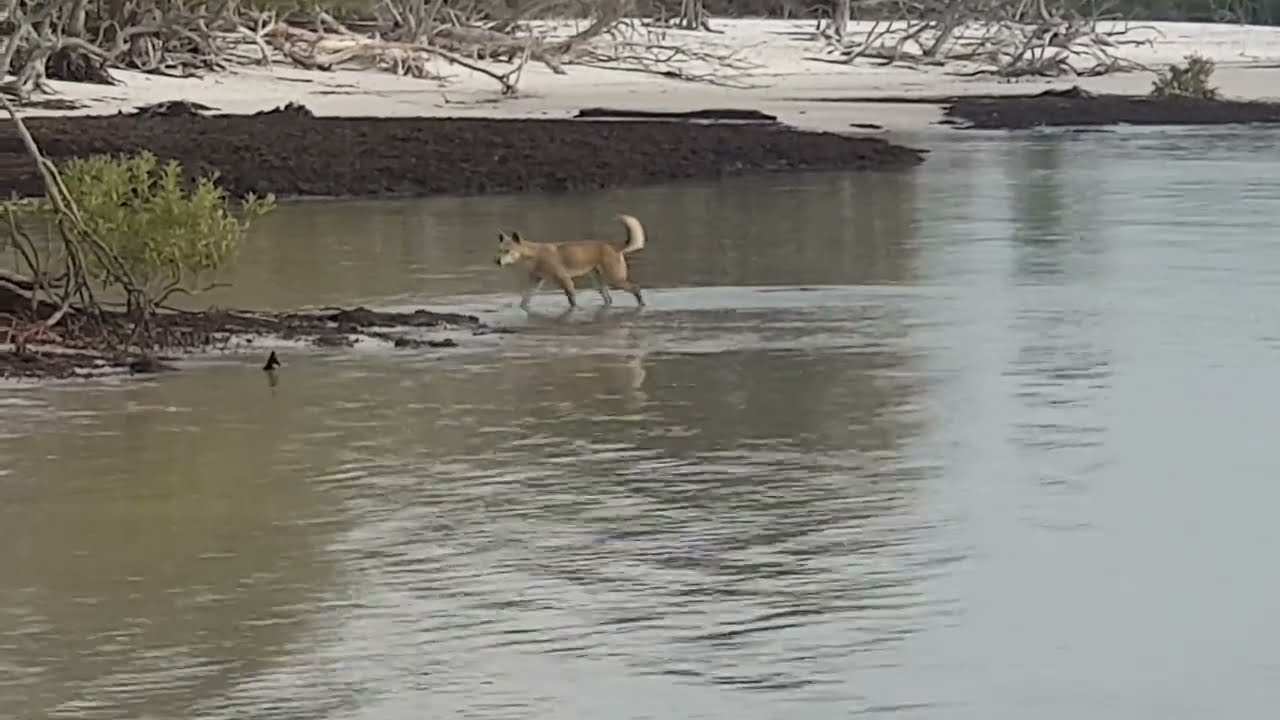 Watch Out For Dingoes On Fraser Island - Top Tips You Should Be Aware On Fraser | All About Fraser