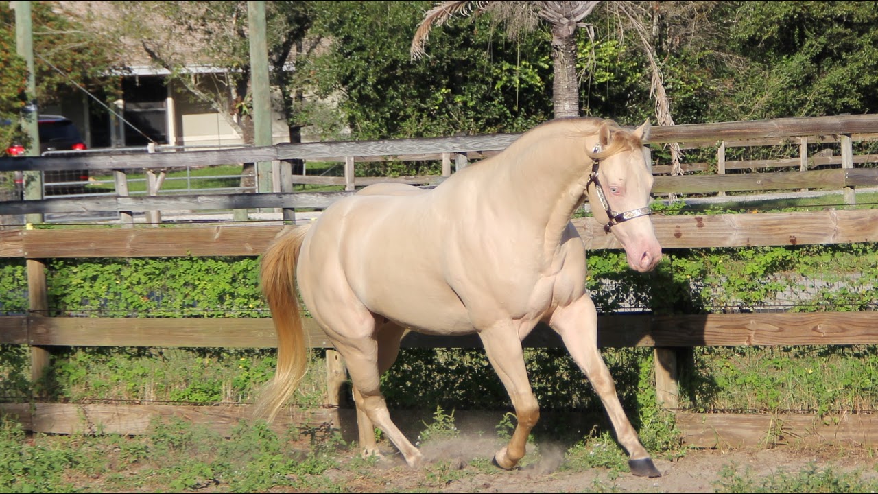 Ultimate Acres FarmCam 2/26/2025 PM