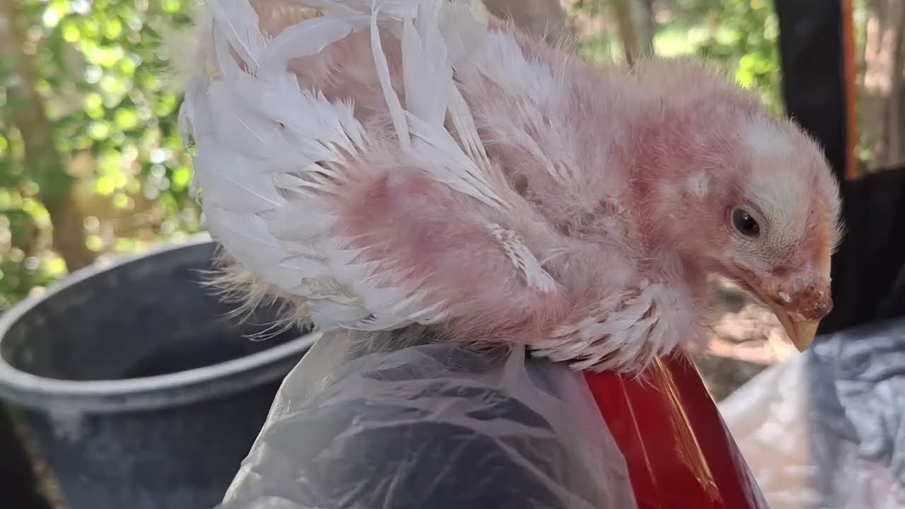 🤣Chicken Sandwich Rides A Ecar🤣