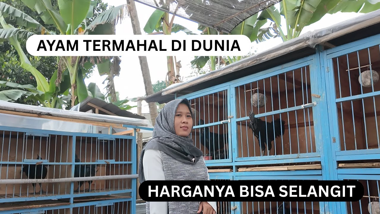 Harga Ayam Cemani || Seram Jutaan