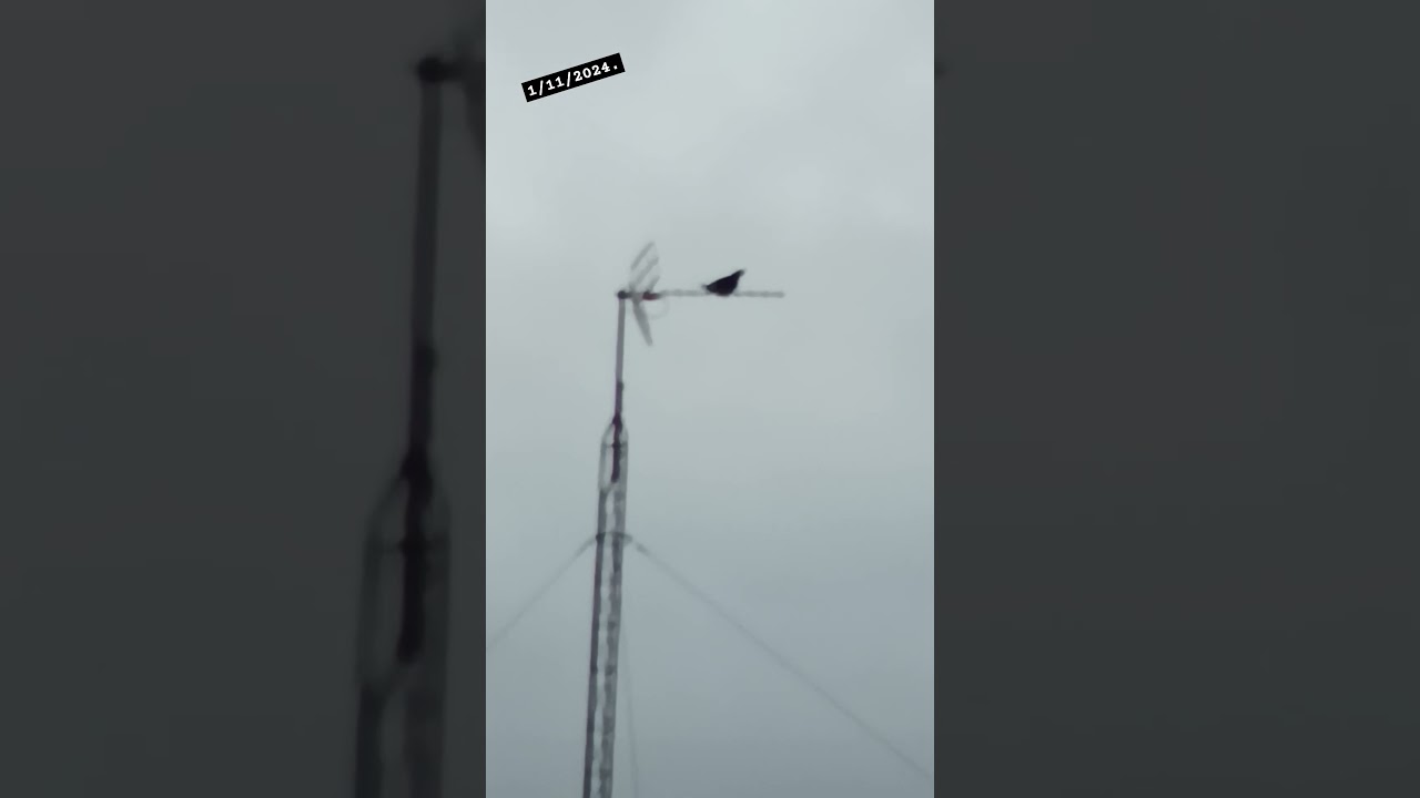 Graznidos antes de echar a volar.