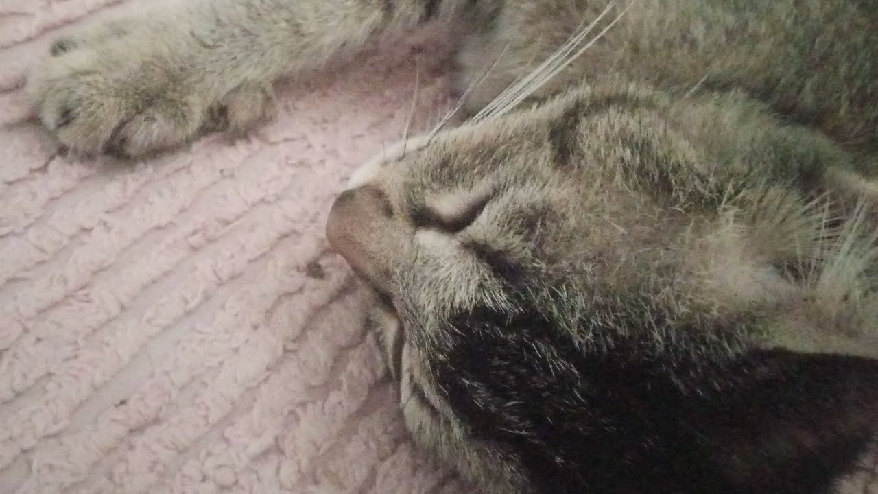 subscribe channel animal lover 😁😎🐈🐈😺