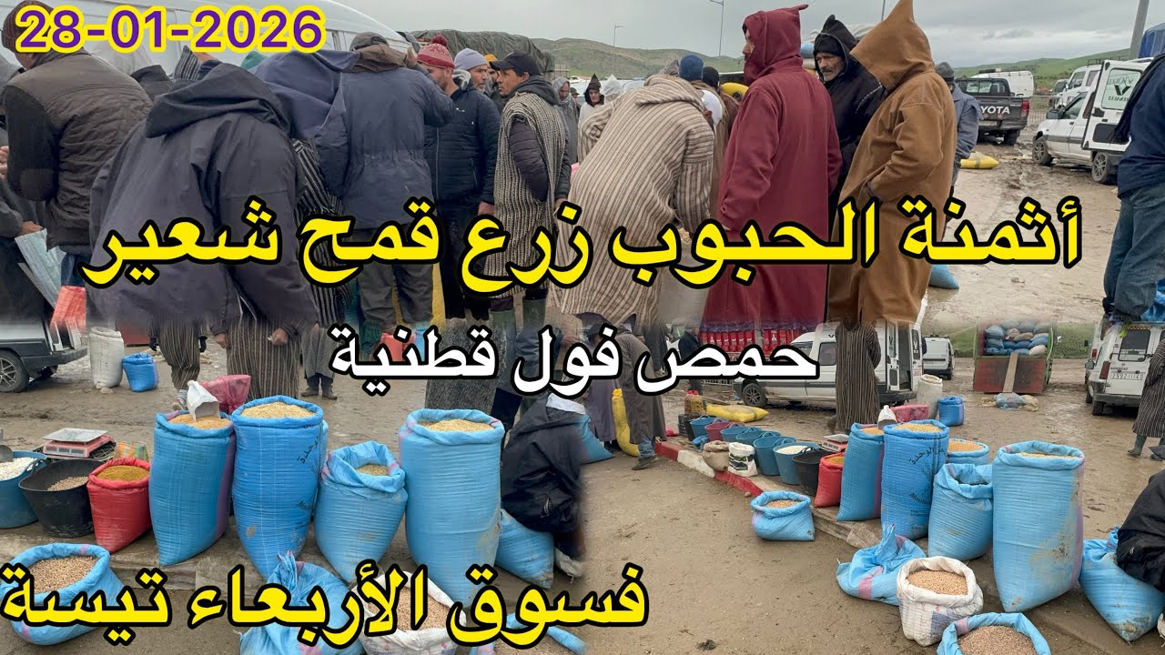 اثمنة حبوب زرع قمح شعير حمص فول قطنية فسوق أربعاء تيسة 28/01/2026
