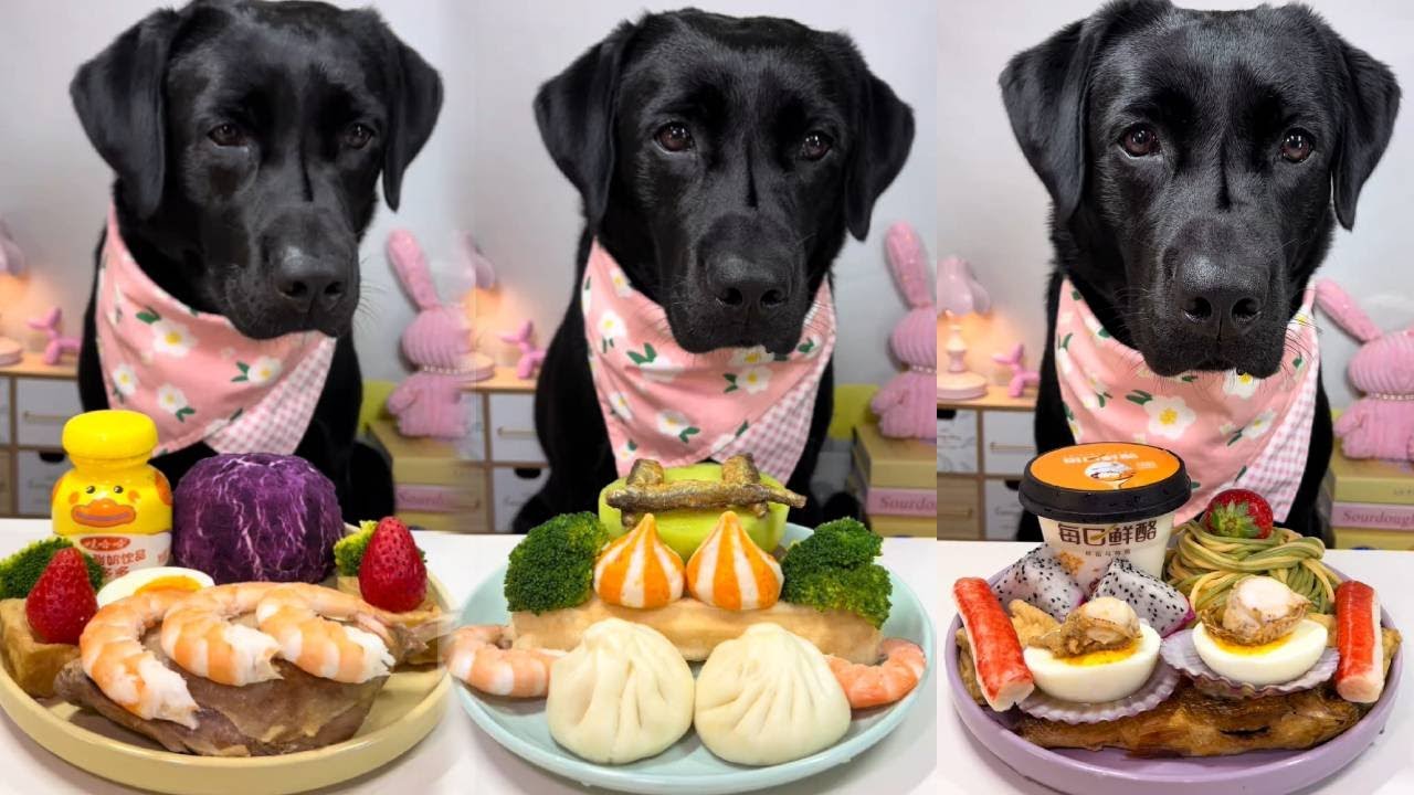 Chewing sounds while eating purple sweet potatoes #BlackLabrador #ChewingSounds #Mukbang