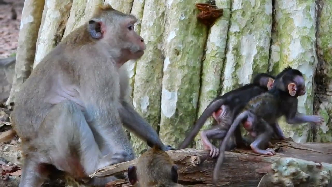 One mother monkey watching her child playing very fun