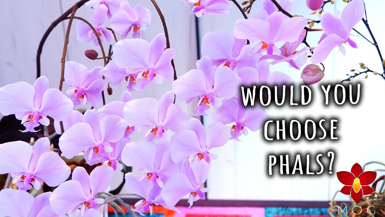 If you had to keep ONE Orchid forever, which would it be? 🤔