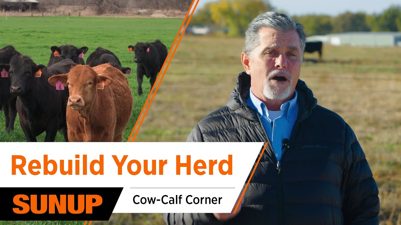 Why Replacement Heifers Will Shape the Future Cattle Market | Cow-Calf Corner
