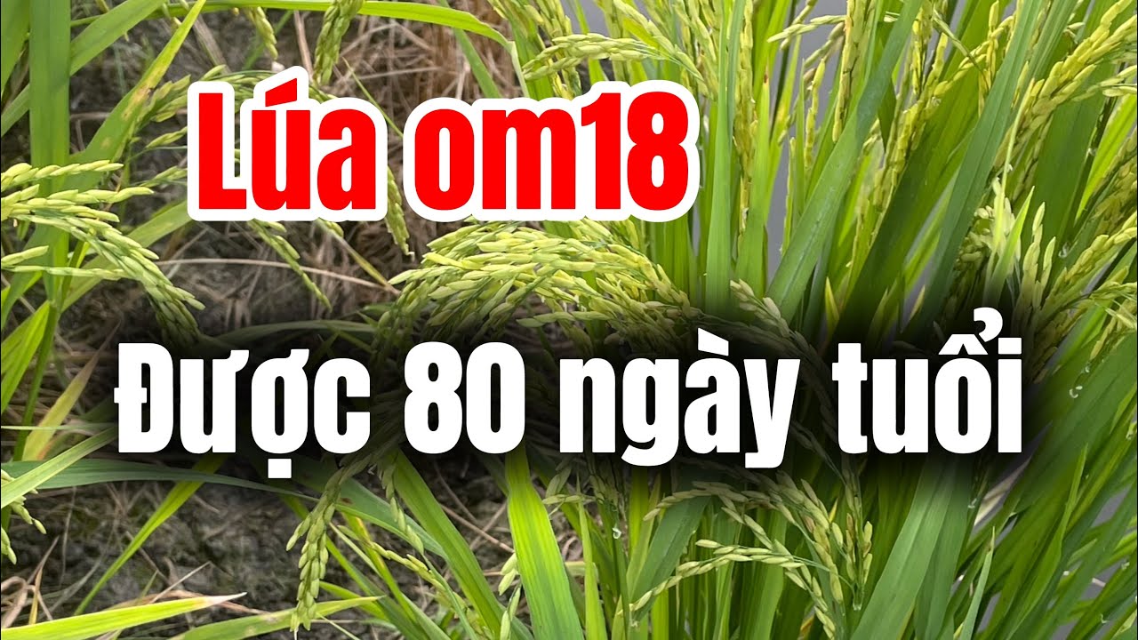 Lúa Om18 Được 80 Ngày Tuổi Đất Ba Vụ Đang Vô Gạo Ít Lép Bông Dài Nhặt Hạt Mê Lắm 