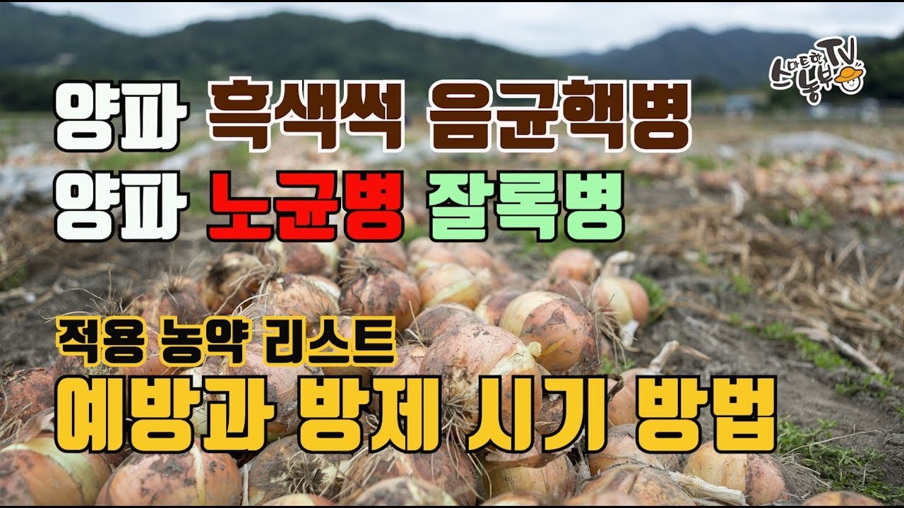 양파 노균병 병충해 흑색썩음균핵병 잘록병 예방과 방제 방법