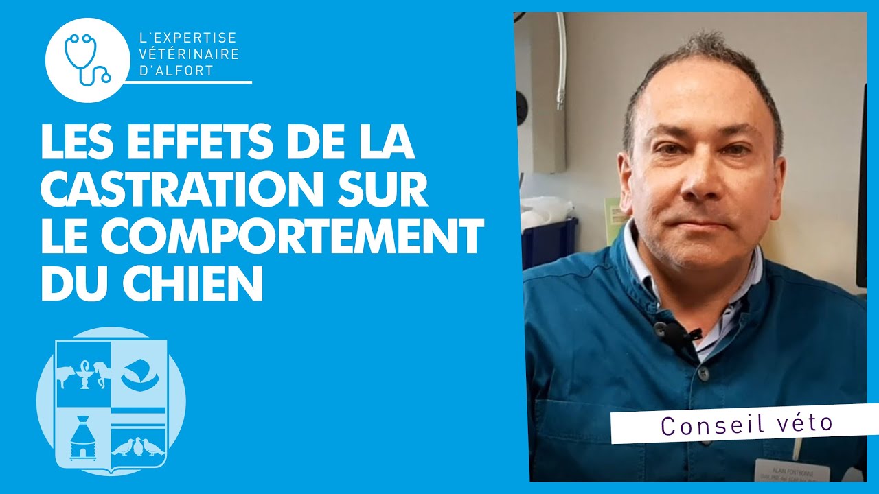 Les effets de la castration sur le comportement du chien